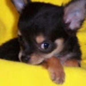 Meet your Posher, Deborah